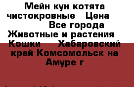 Мейн-кун котята чистокровные › Цена ­ 25 000 - Все города Животные и растения » Кошки   . Хабаровский край,Комсомольск-на-Амуре г.